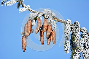 On the spruce branch hanging cones