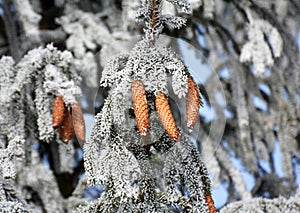 On the spruce branch hanging cones