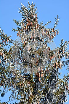 On the spruce branch hanging cones