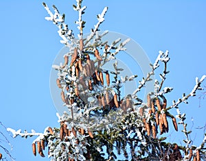 On the spruce branch hanging cones