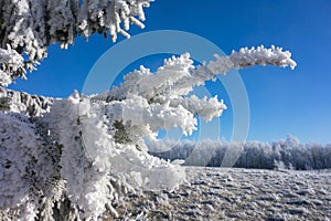 Spruce branch with hoarfrost