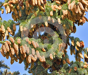 spruce branch with large cones in large quantities