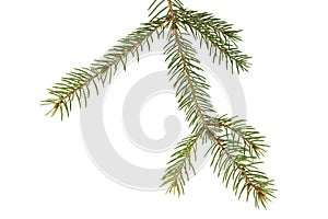 Spruce branch and needles on white background