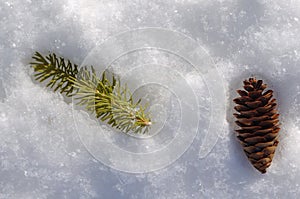 Spruce Branch and Pine Cone