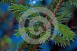 Spruce branch with raindrops on the tree photo