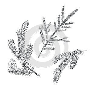 Spruce branch set. Collection of fir-tree