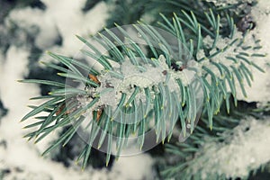 Spruce branch with snow. Blue spruce Christmas tree . Christmas background. Branches covered with snow. Frozen tree branch in the