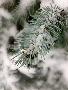 Spruce branch with snow. Blue spruce Christmas tree . Christmas background. Branches covered with snow. Frozen tree branch in the