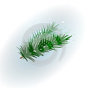 Spruce branch, snow. Illustration, isolated on white background.
