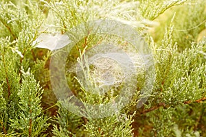 Spruce branch with a spiderweb and a small spider. Colors of autumn, spruce twig with spider web. Pine forest. Nature background.