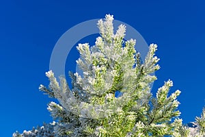 Spruce branch strewn with snow against blue sky, close-up. Snow-covered Christmas tree on frosty sunny day. Pine snow branch