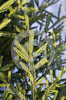 Spruce branch vertically