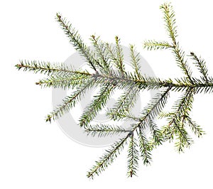 Spruce branch on white background isolate