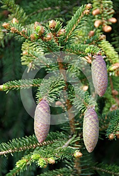 Spruce branch with young runaways and new cones