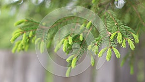 Spruce branches on a blurry background of old wood