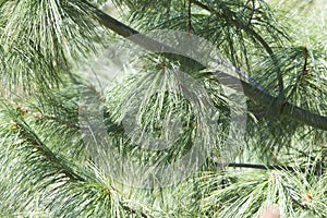 Spruce branches close up