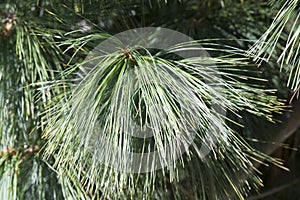 Spruce branches close up