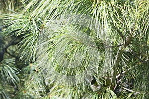 Spruce branches close up