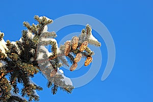 Spruce branches with cones