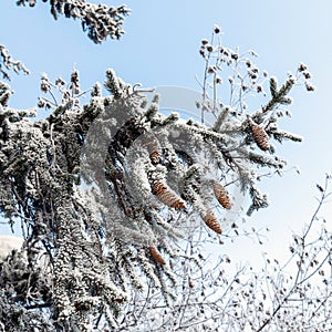 The Spruce branches with cones in a hoarfrost