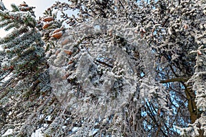 The Spruce branches with cones in a hoarfrost