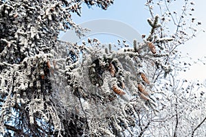 The Spruce branches with cones in a hoarfrost