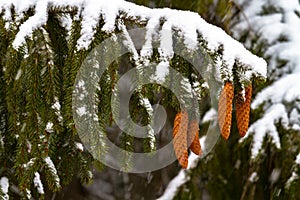 Spruce. Branches, cones, needles. Snow. Zoom.