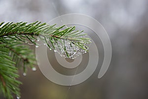 Spruce branches covered with cobwebs