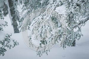 Spruce branches covered with a layer of snow