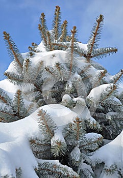 Spruce branches covered with snow