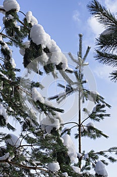 Spruce branches covered with snow and hanging small icicles