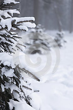 Spruce branches covered with snow and the right part of the photo with a blurred background