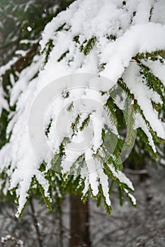 spruce branches covered with snow in winter forest. shallow depth of field