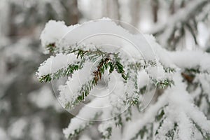 spruce branches covered with snow in winter forest. shallow depth of field