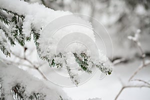 spruce branches covered with snow in winter forest. shallow depth of field