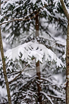 spruce branches covered with snow in winter forest. shallow depth of field