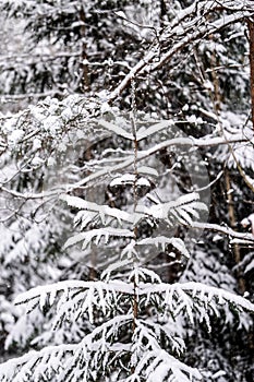 spruce branches covered with snow in winter forest. shallow depth of field