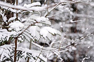 spruce branches covered with snow in winter forest. shallow depth of field