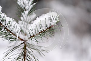 spruce branches covered with snow in winter forest. shallow depth of field