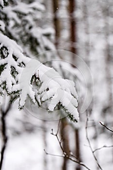 spruce branches covered with snow in winter forest. shallow depth of field