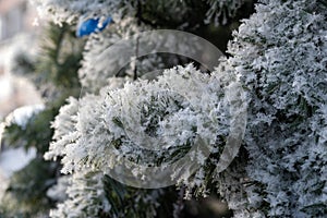 Spruce branches covered with white frost, winter and cold, decoration blue balls