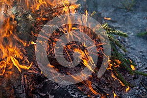 Spruce branches are on fire, close-up of an orange dangerous flame. A fragment of a fire in which trees are burned.