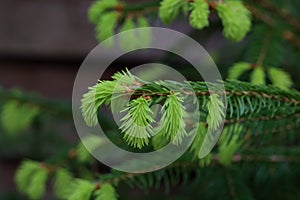 Spruce branches with fresh shoots in spring