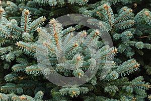 spruce branches Green spruce, blue spruce, close-up, short needles of a coniferous tree, a mock-up of a Christmas tree branch