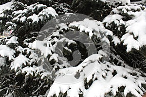 Spruce branches hang under a thick layer of snow.