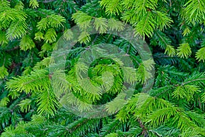 Spruce branches with light green shoots