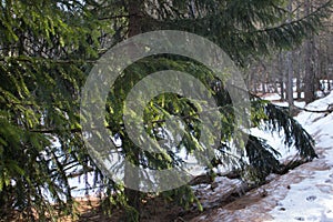 Spruce branches lit by the sun in winter