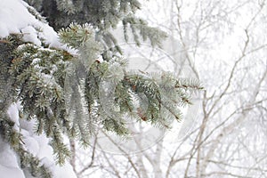 Spruce branches in snow, winter weather