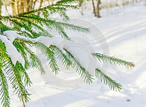 Spruce branches under the cap of snow, fir branch in snow isolated on the white background, christmas evergreen spruce tree with