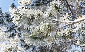 Spruce branches under the cap of snow, fir branch in snow isolated on the white background, christmas tree evergreen spruce tree